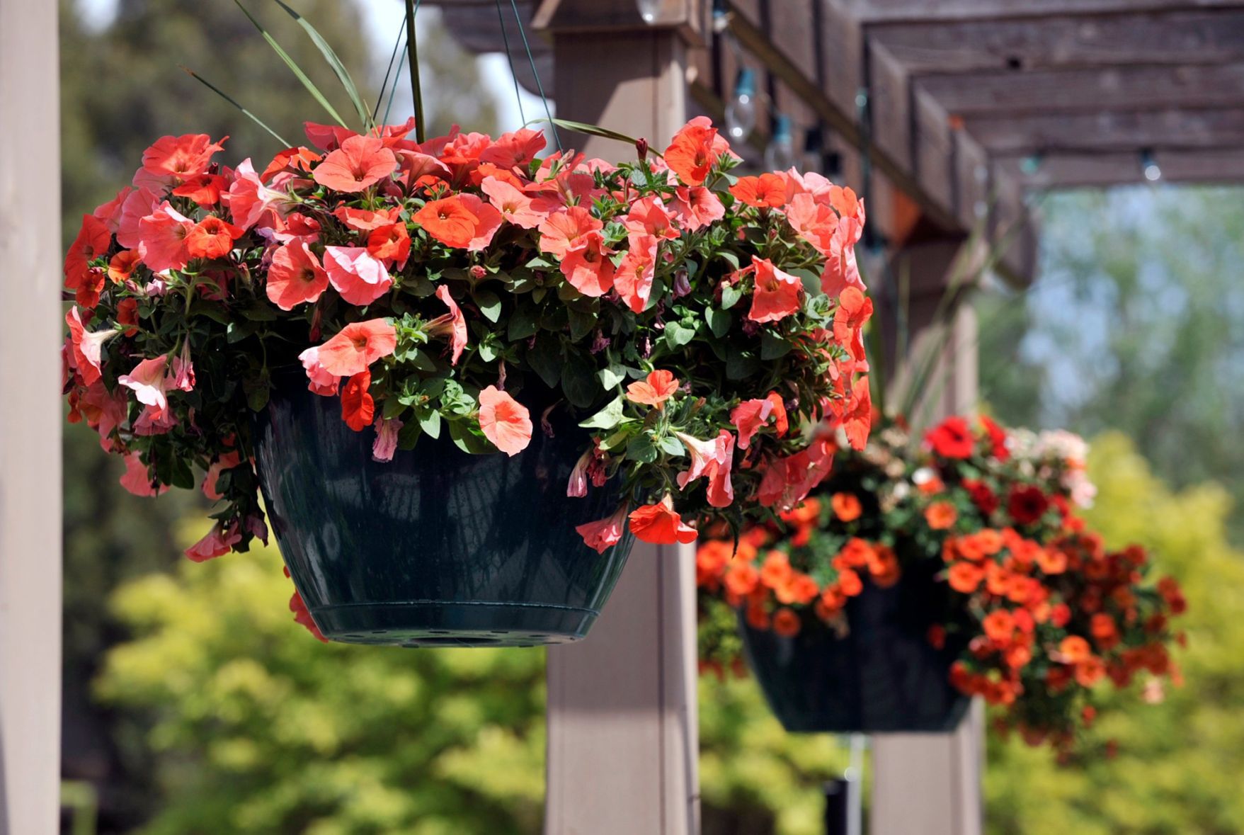 Hanging begonias at DanWalt Gardens